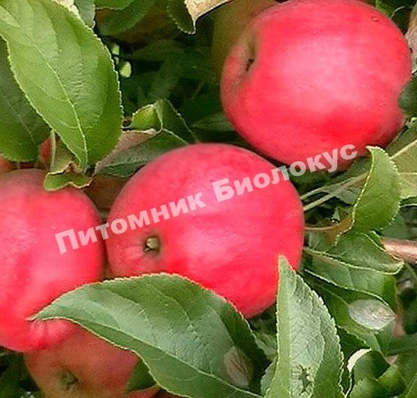 Яблоня Малиновка (Суйслепское)