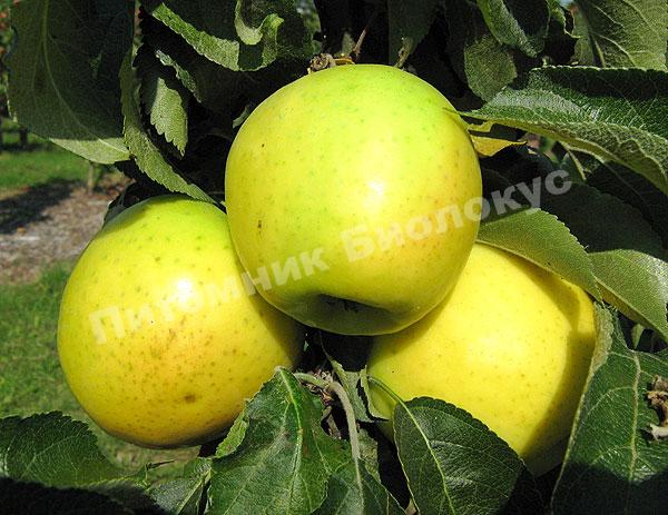 Яблоня Малюха