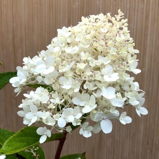 Гортензия метельчатая Мэджикал Старлайт