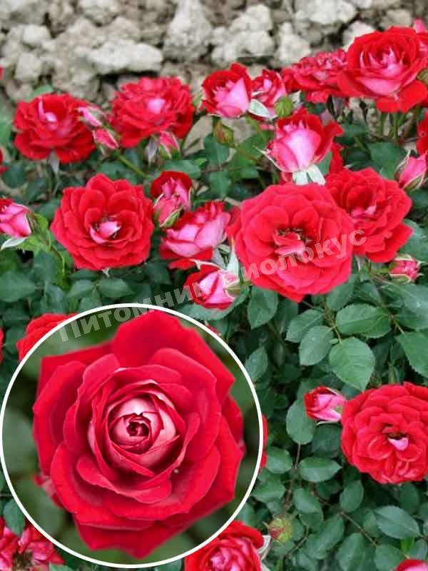 Роза бордюрная Мейди