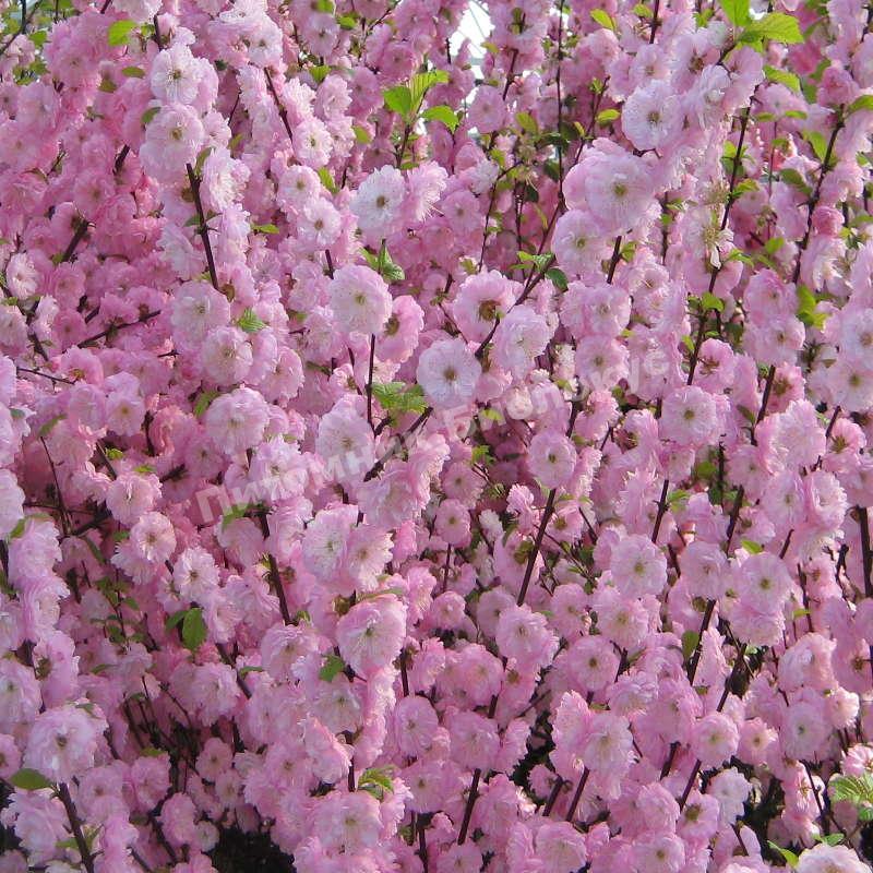 Миндаль махровый