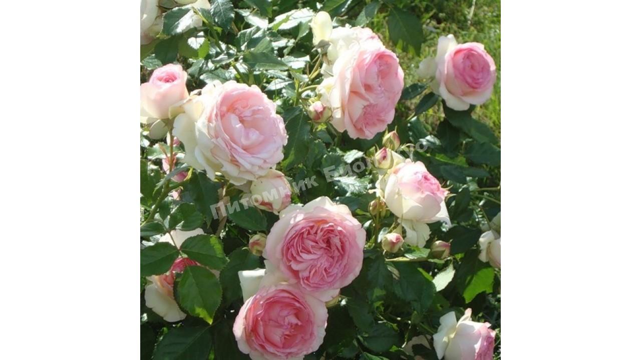 Роза бордюрная Мини Эден