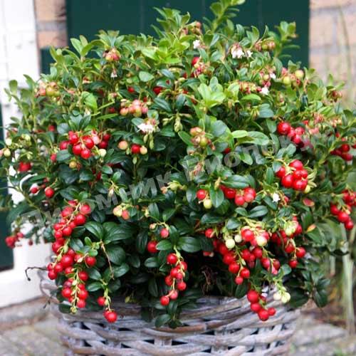 Брусника Мисс Черри