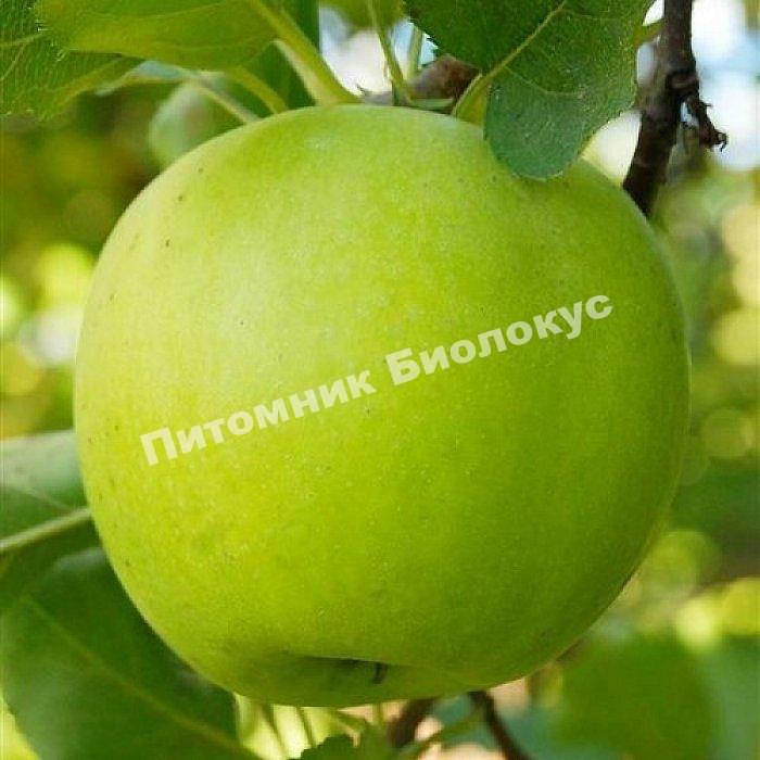 Яблоня Мутсу