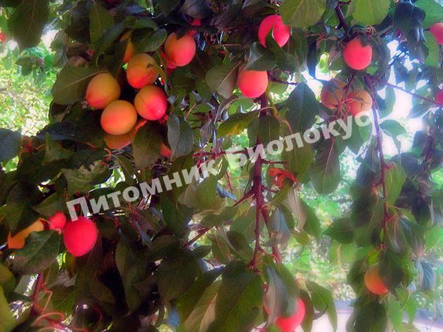 Алыча Ярило