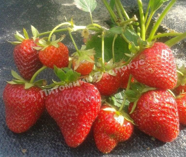 Клубника Монтерей