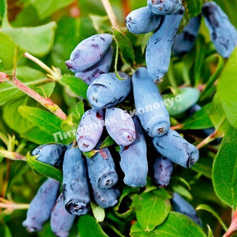 Жимолость Морена