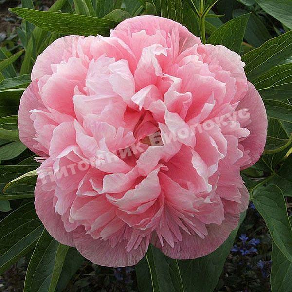Пион травянистый Офишиналис Мутабилис Плена