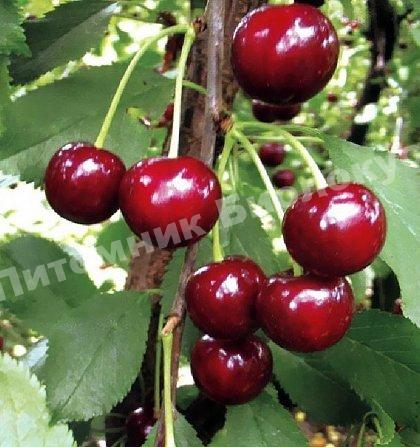 Вишня Нефрис