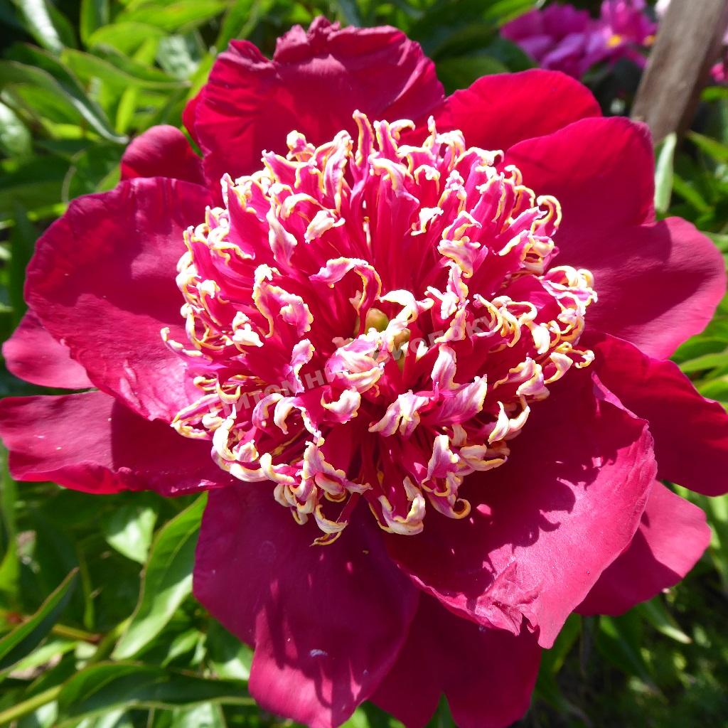 Пион травянистый Ниппон Бьюти