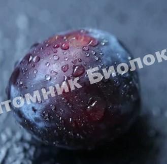 Алыча Принцесса