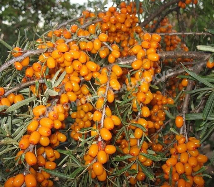 Облепиха Алтайская