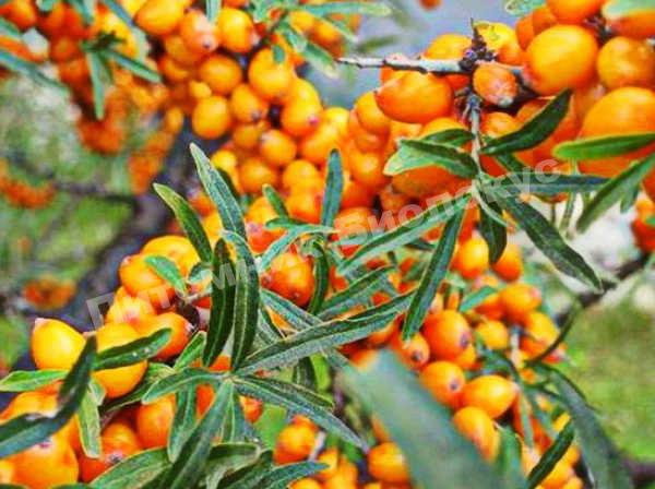 Облепиха Ажурная