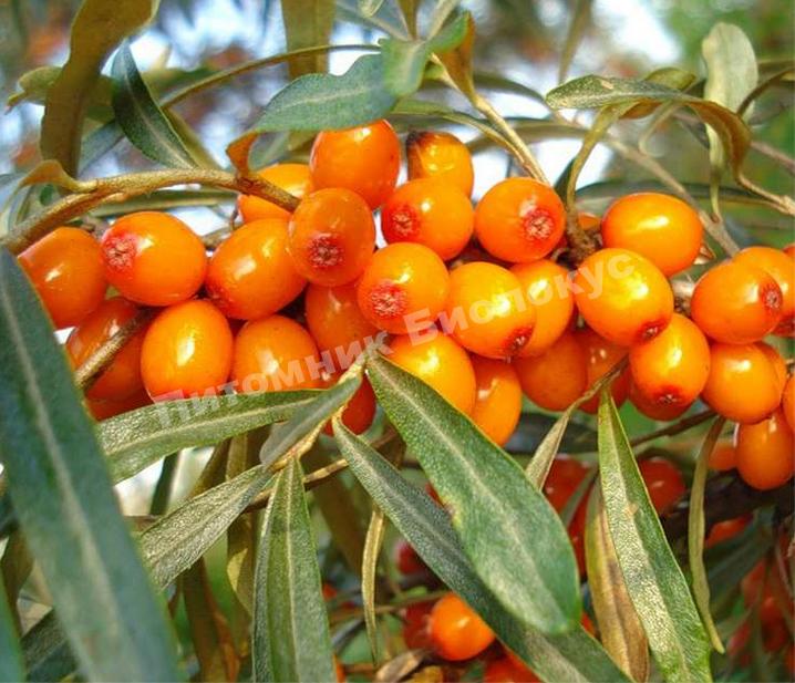 Облепиха Ботаническая