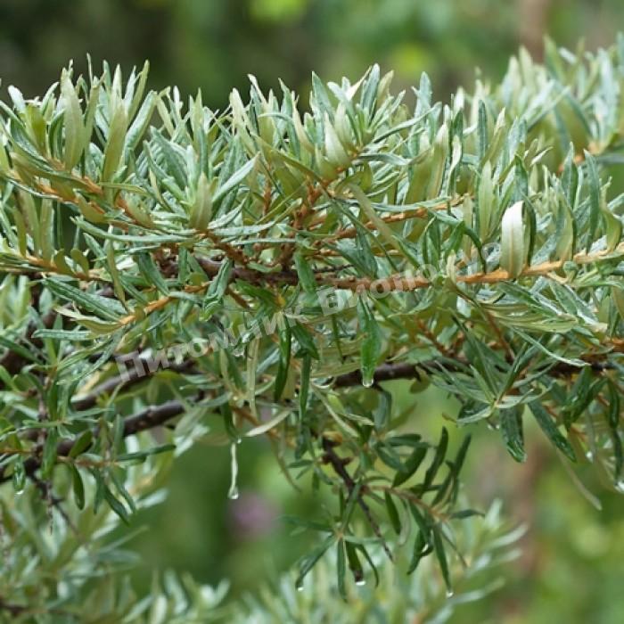 Облепиха Гном (мужской опылитель)