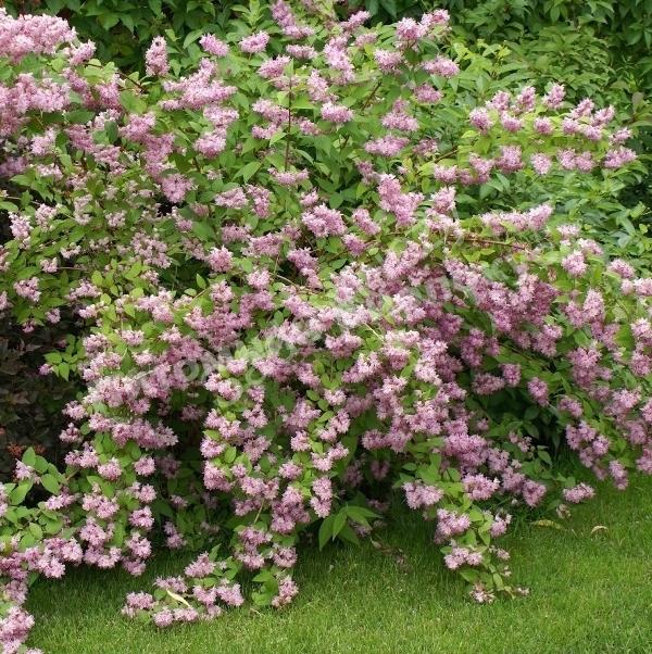 Дейция гибридная Строберри Филдс