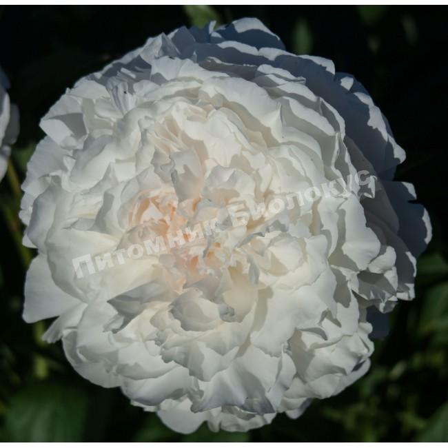 Пион травянистый Мазерс Чойс