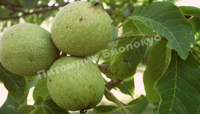 Грецкий орех Дуэт