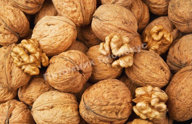 Грецкий орех Марион