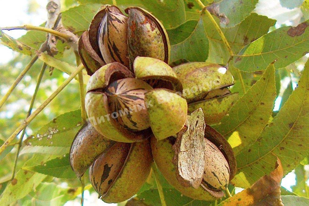 Грецкий орех Подмосковье