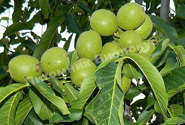 Грецкий орех Левина