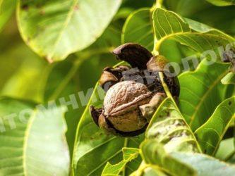 Грецкий орех Юбиляр