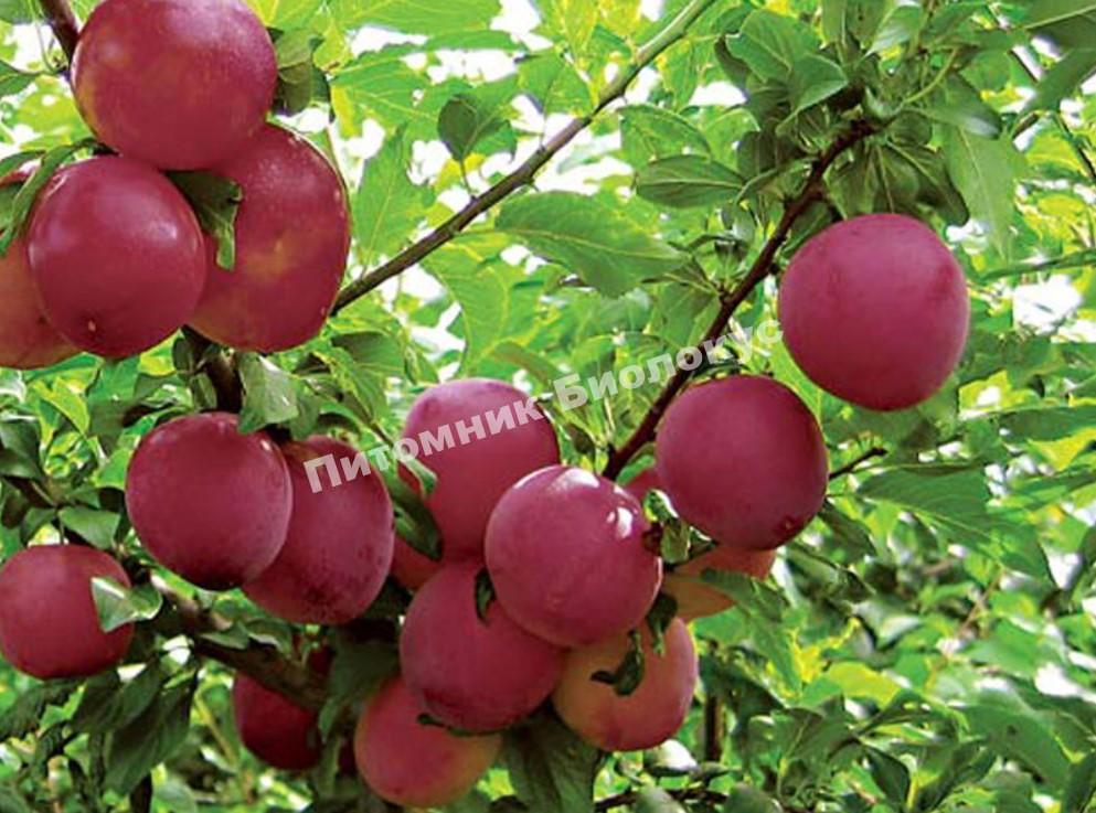 Алыча Зарница