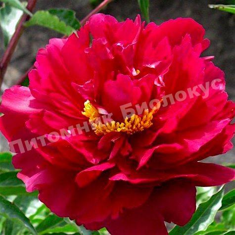 Пион травянистый Маэстро