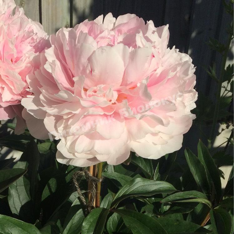 Пион травянистый Шифон Парфе