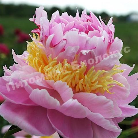 Пион травянистый Лавон