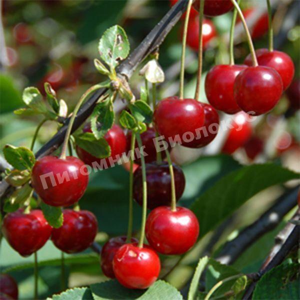 Вишня Панди