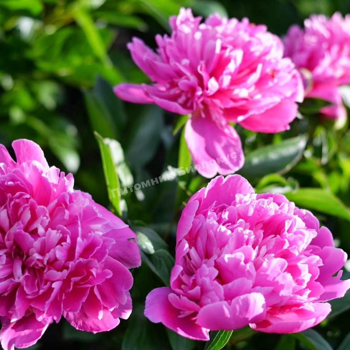 Пион травянистый для патио Рим