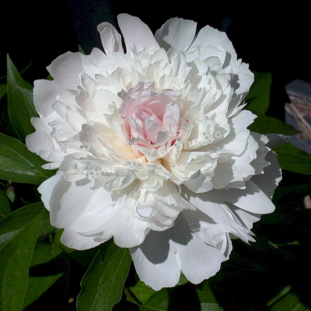 Пион травянистый Печер