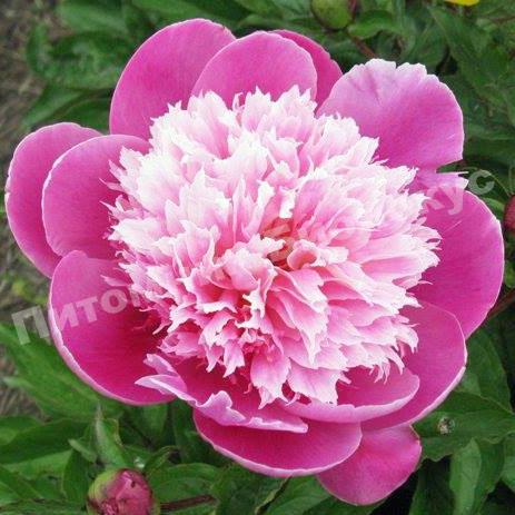 Пион травянистый Бельвиль