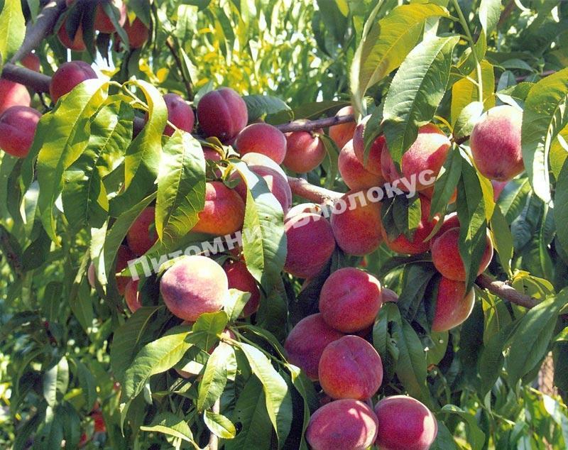 Персик Бархатный