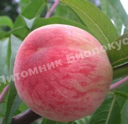 Персик Чемпион