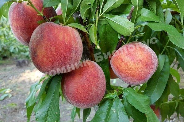 Персик Дагестанский золотой