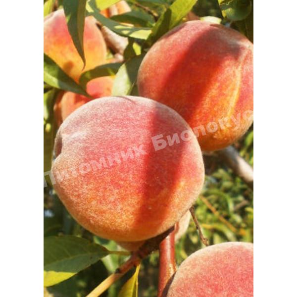 Персик Дикрас