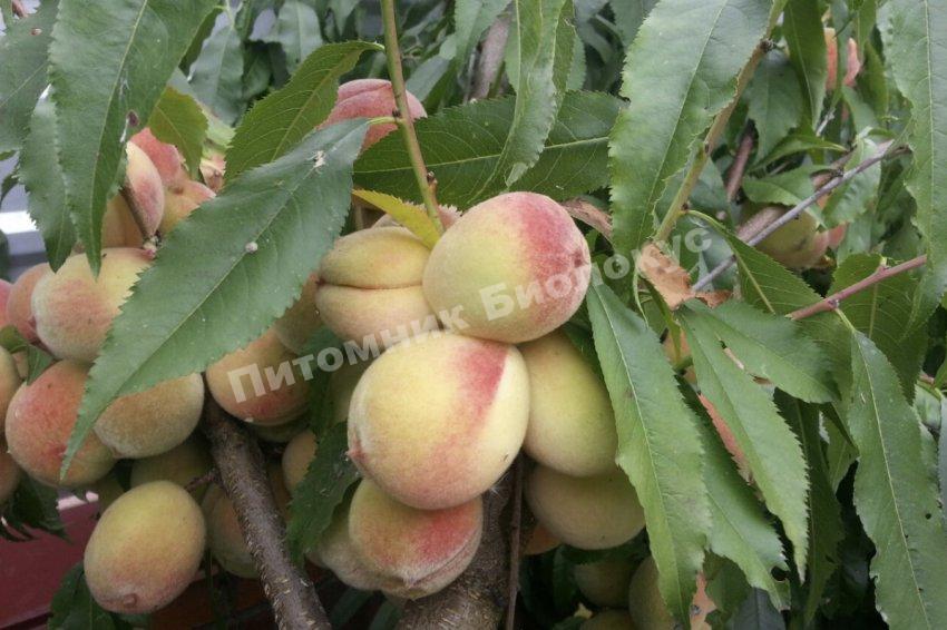 Персик Донской