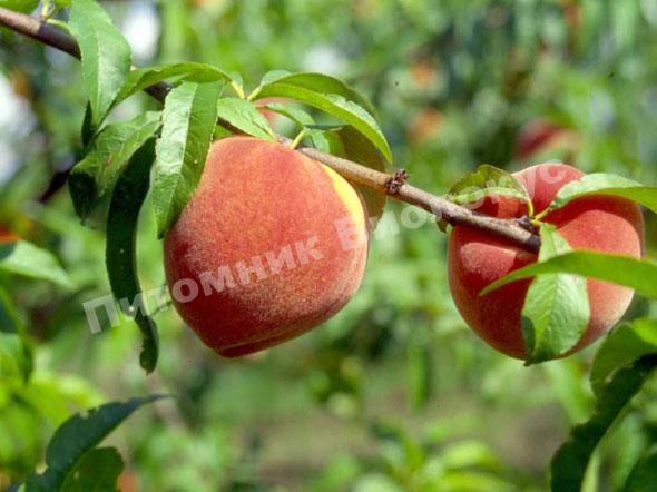 Персик Джаминат