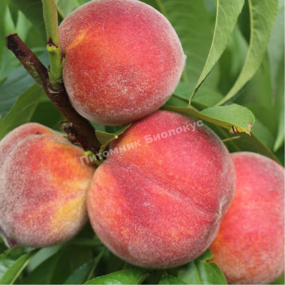 Персик Фаворит Мореттини