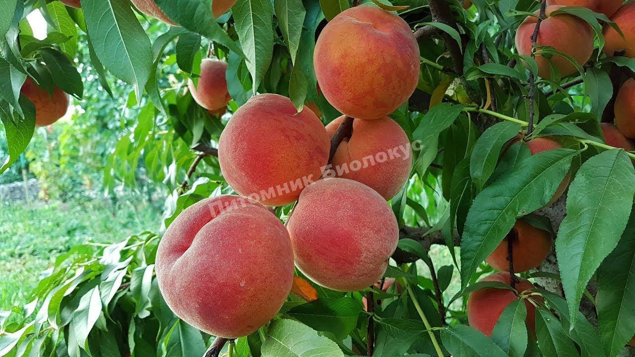 Персик Флеминг Фьюри