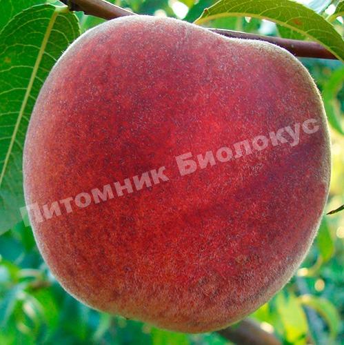 Персик Фрост