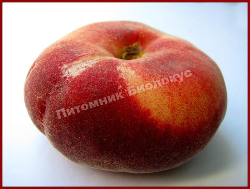 Персик инжирный Китайская Репка