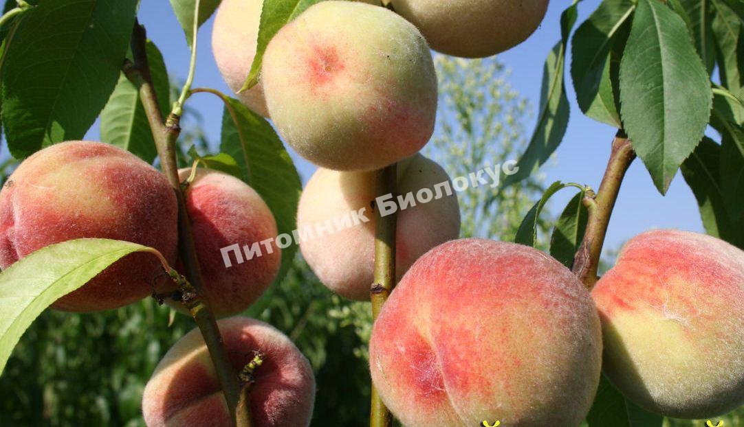 Персик Киевский ранний