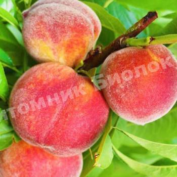 Персик Клокред
