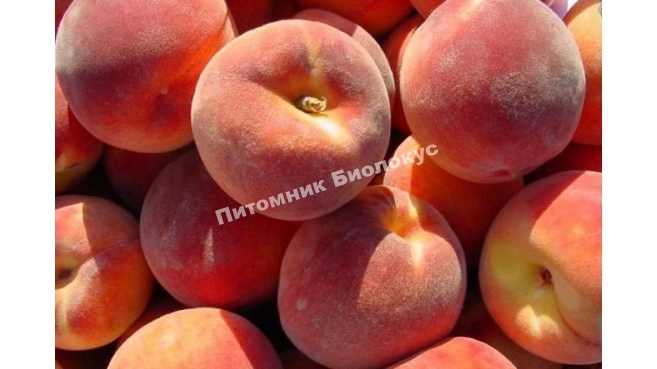 Персик Коллинз