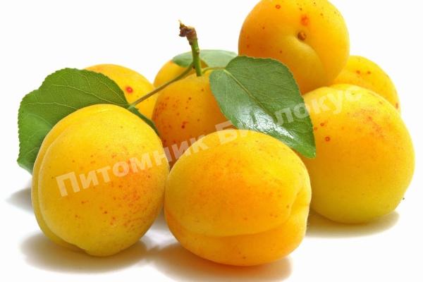 Персик Кролевска