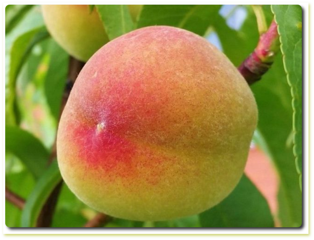 Персик Крымская осень