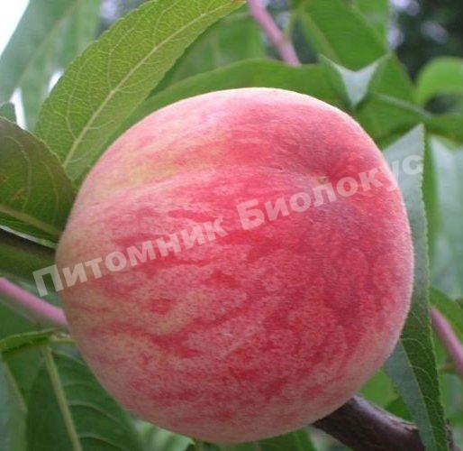 Персик Лесостепной